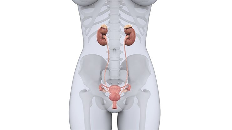 specialist in gurgaon for bladder cancer